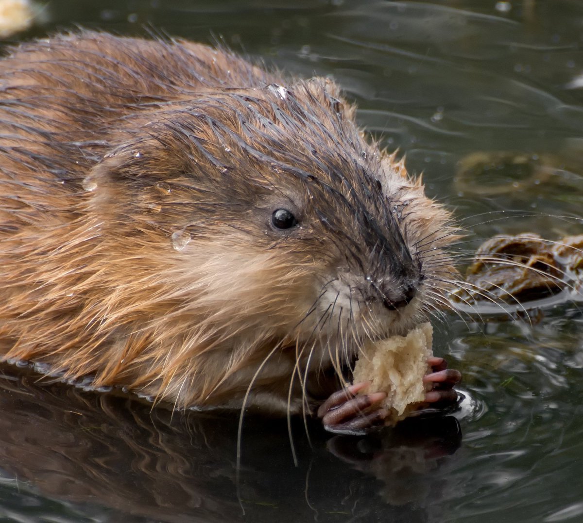 Водяная крыса ондатра