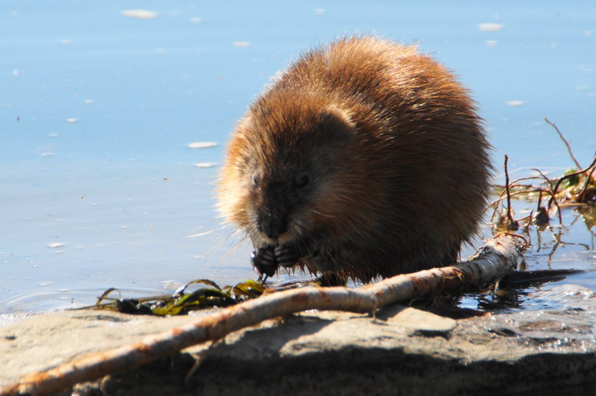 Ондатра Сибирская