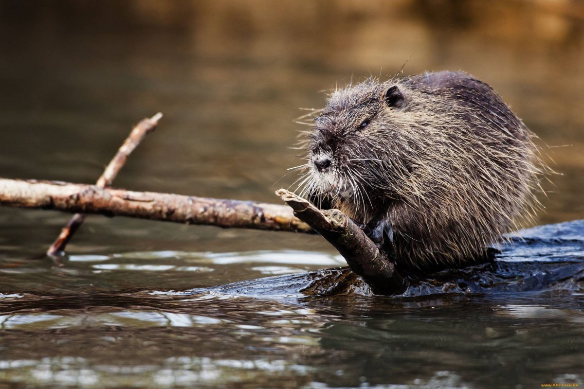 Нутрия ондатра Бобр