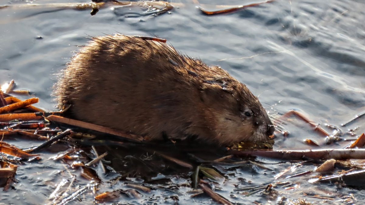 Ондатра мускусная крыса