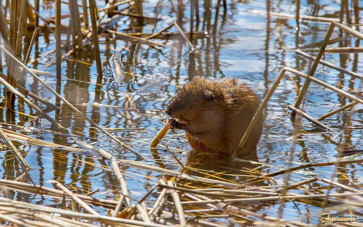 Водяная крыса ондатра