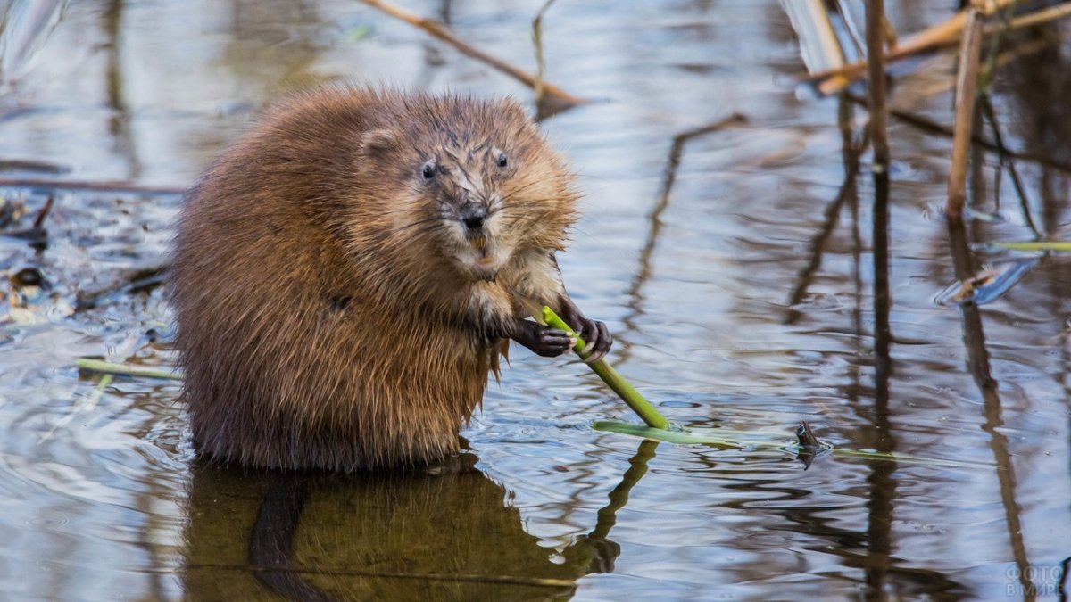 Ондатра болото