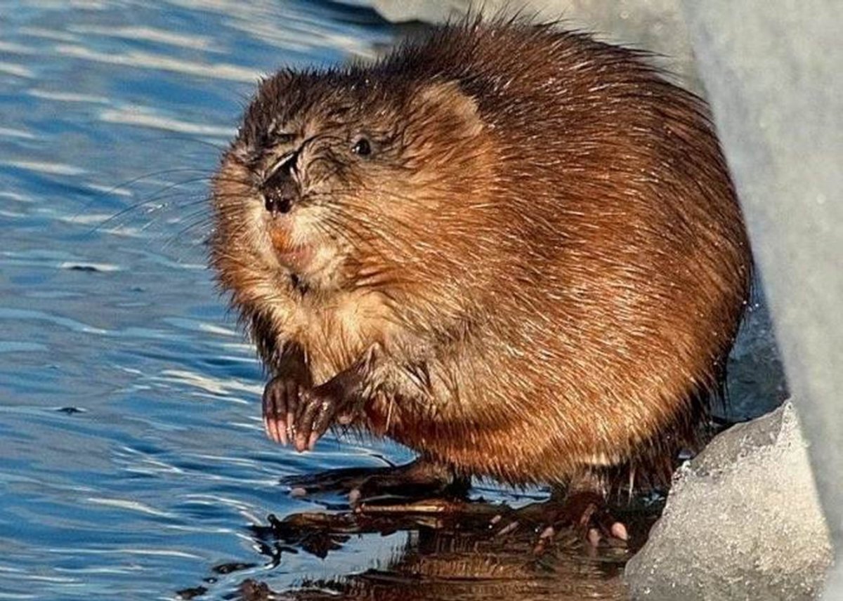 Новорожденная ондатра