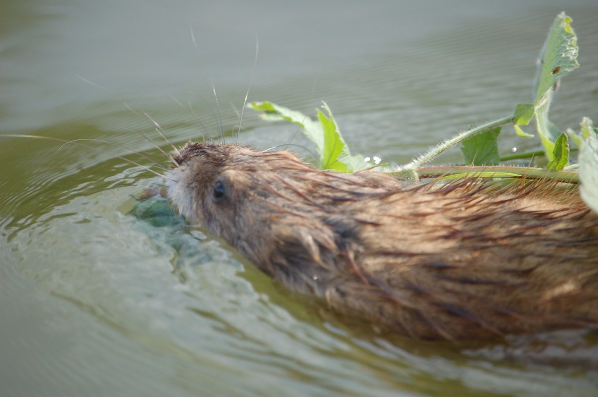 Бобры в Чувашии
