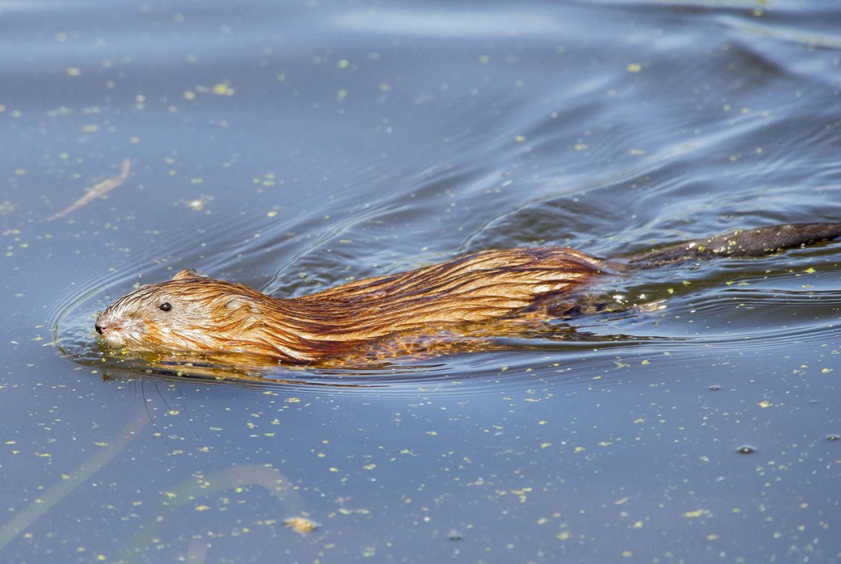 Ондатра Симонова
