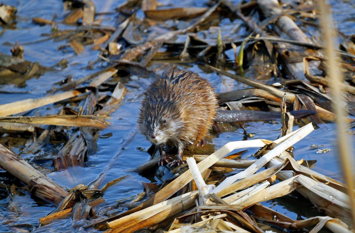 Ондатры в Черневском пруду