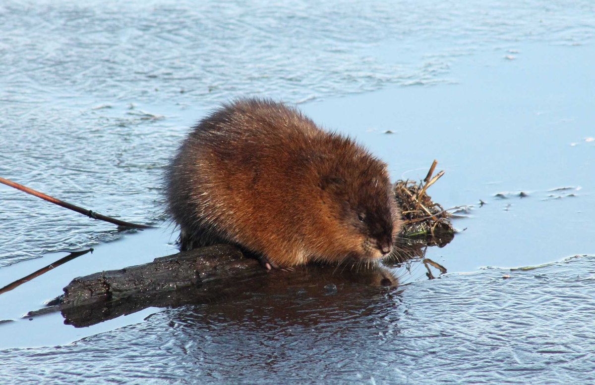 Ондатра тростник
