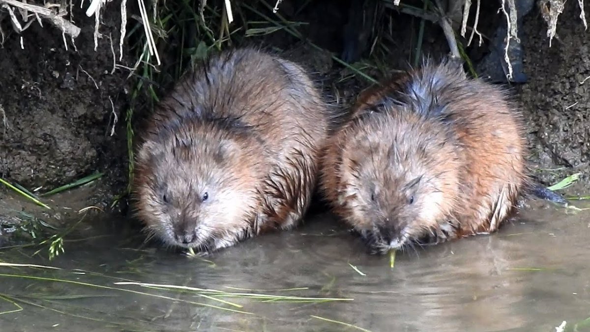 Ондатра Речная черная