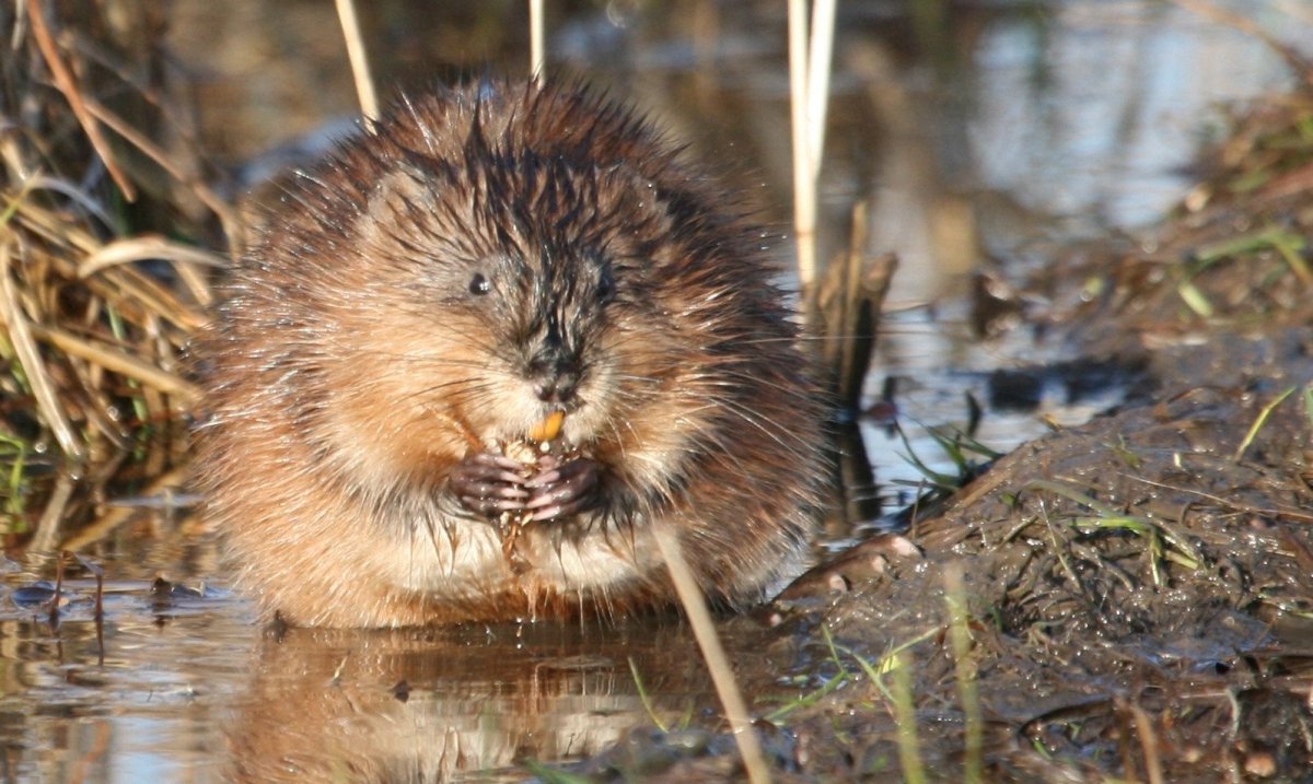 Ондатра Севастопольская