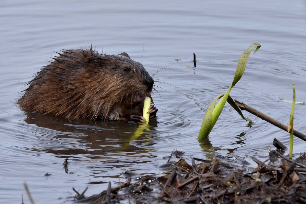 Зверь ондатра