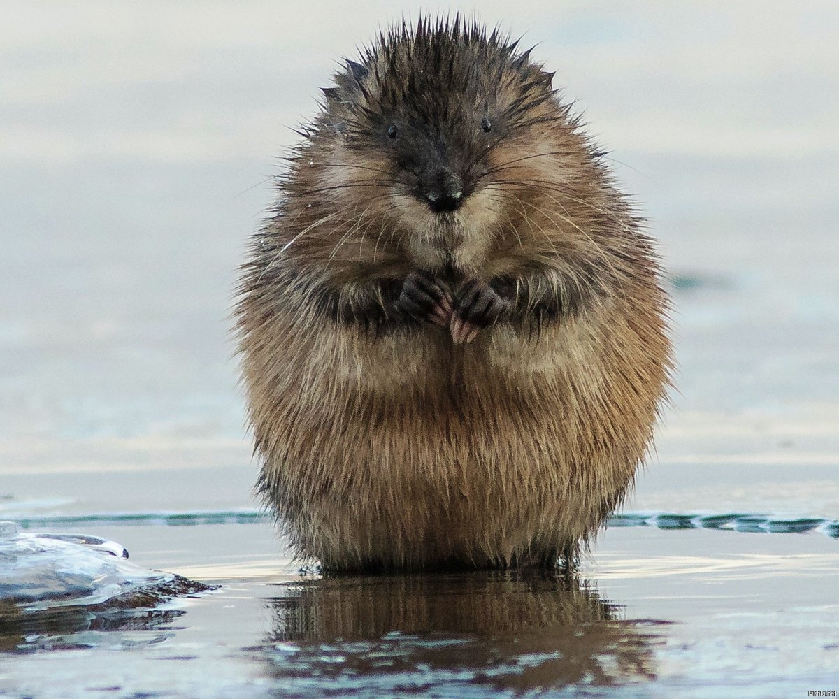 Ондатра купается