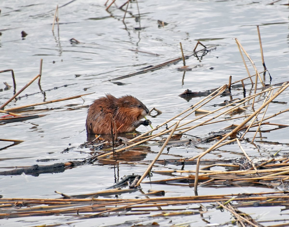 Человек ондатра ондатра