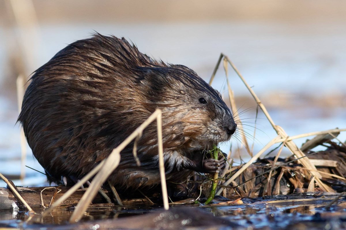 Ондатр Луизиана