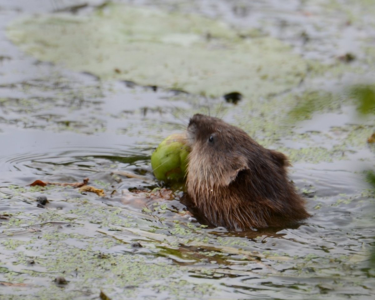 Бобр ондатра водяная крыса