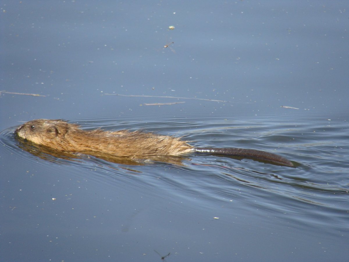 Ондатра мускусная крыса