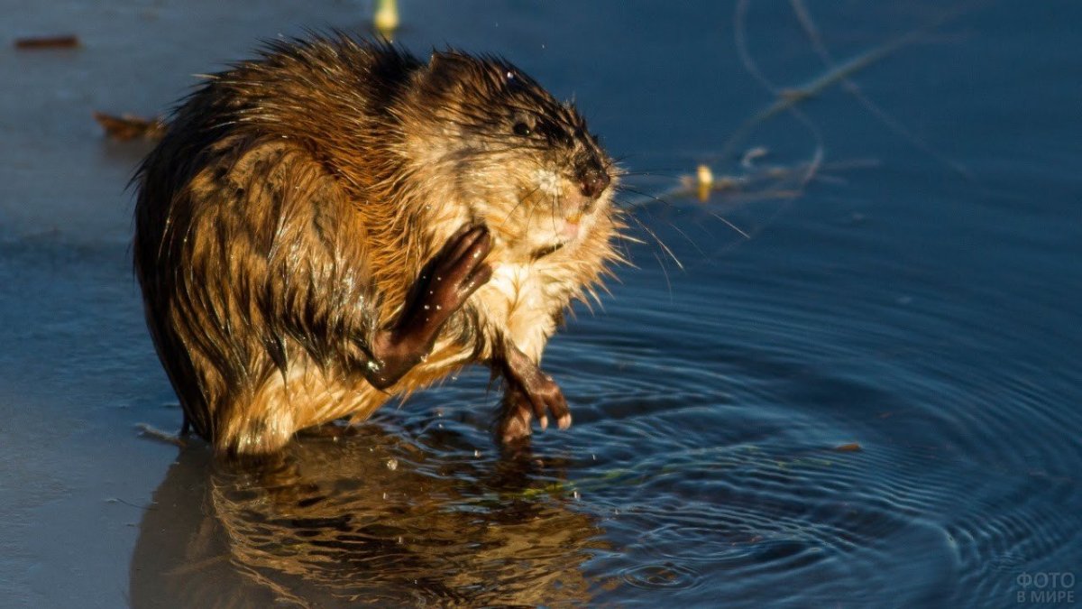 Крыса ондатра выдра