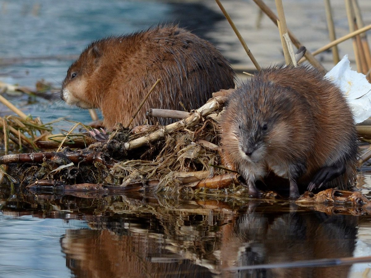 Ондатра и бобер