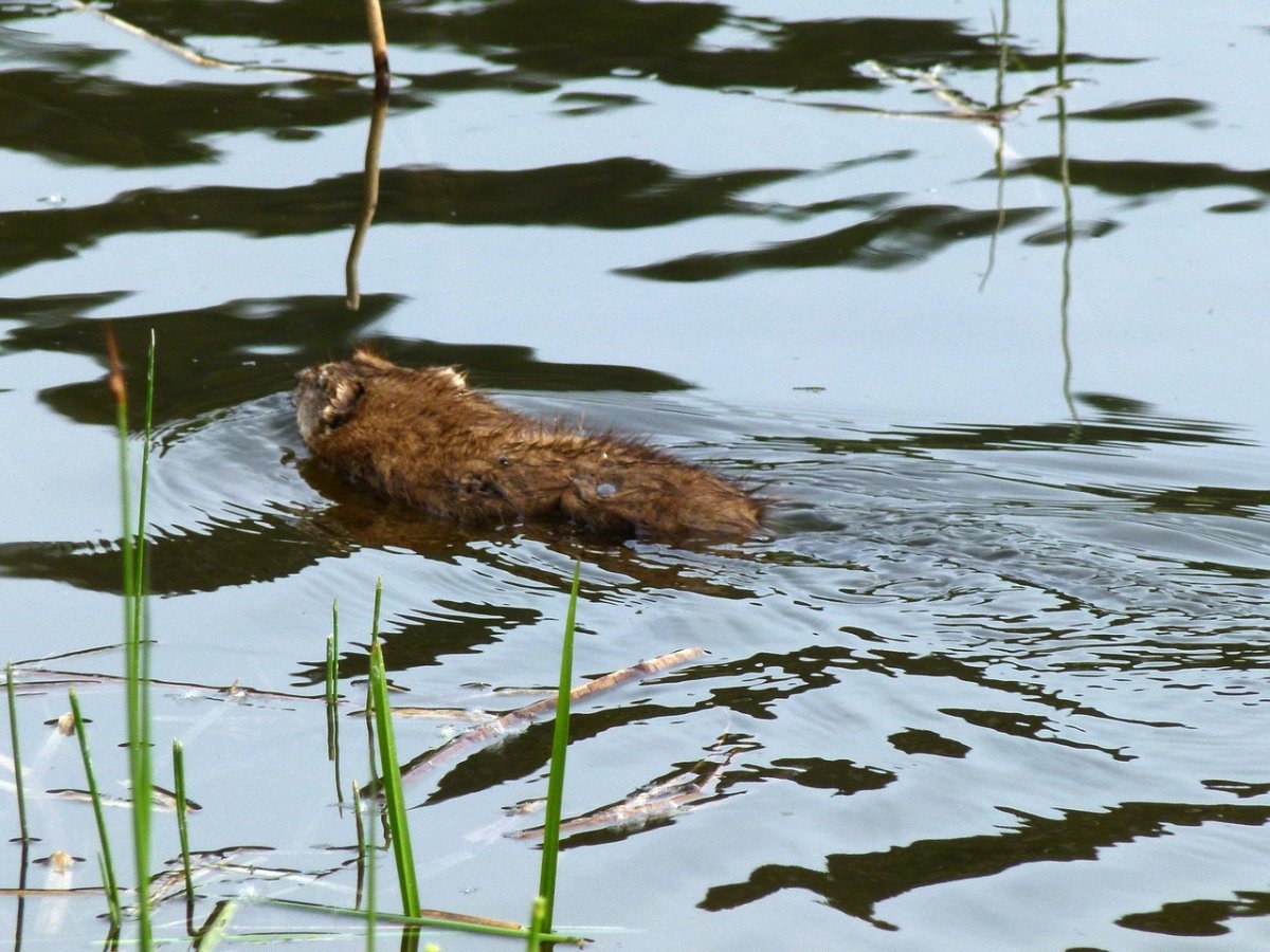 Ондатра Симонова