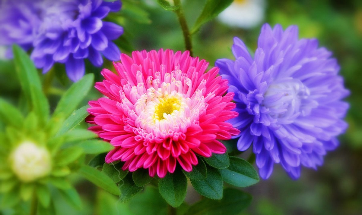 Цветы астры и семенами