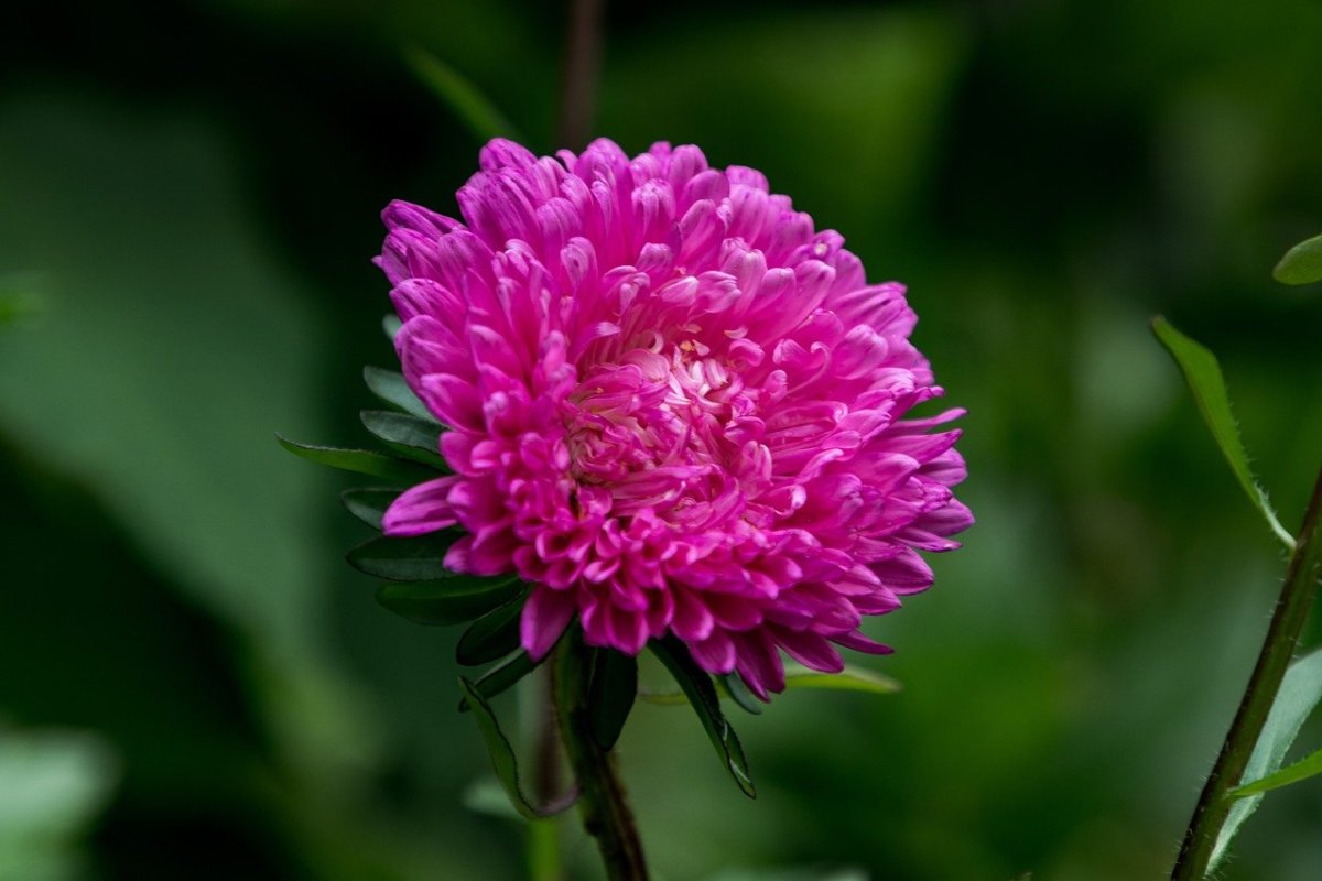 Жасмин Астра цветок