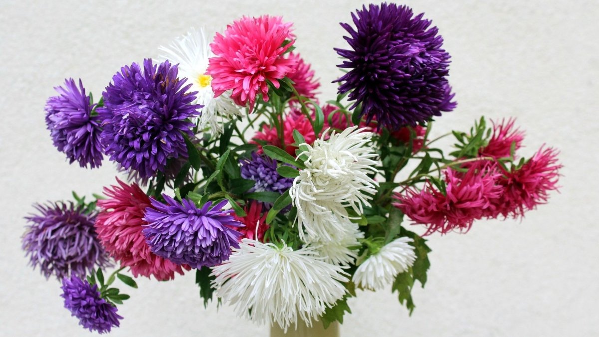 Первосентябрьский букет астр