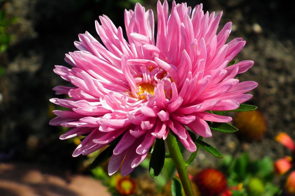 Астры георгины хризантемы