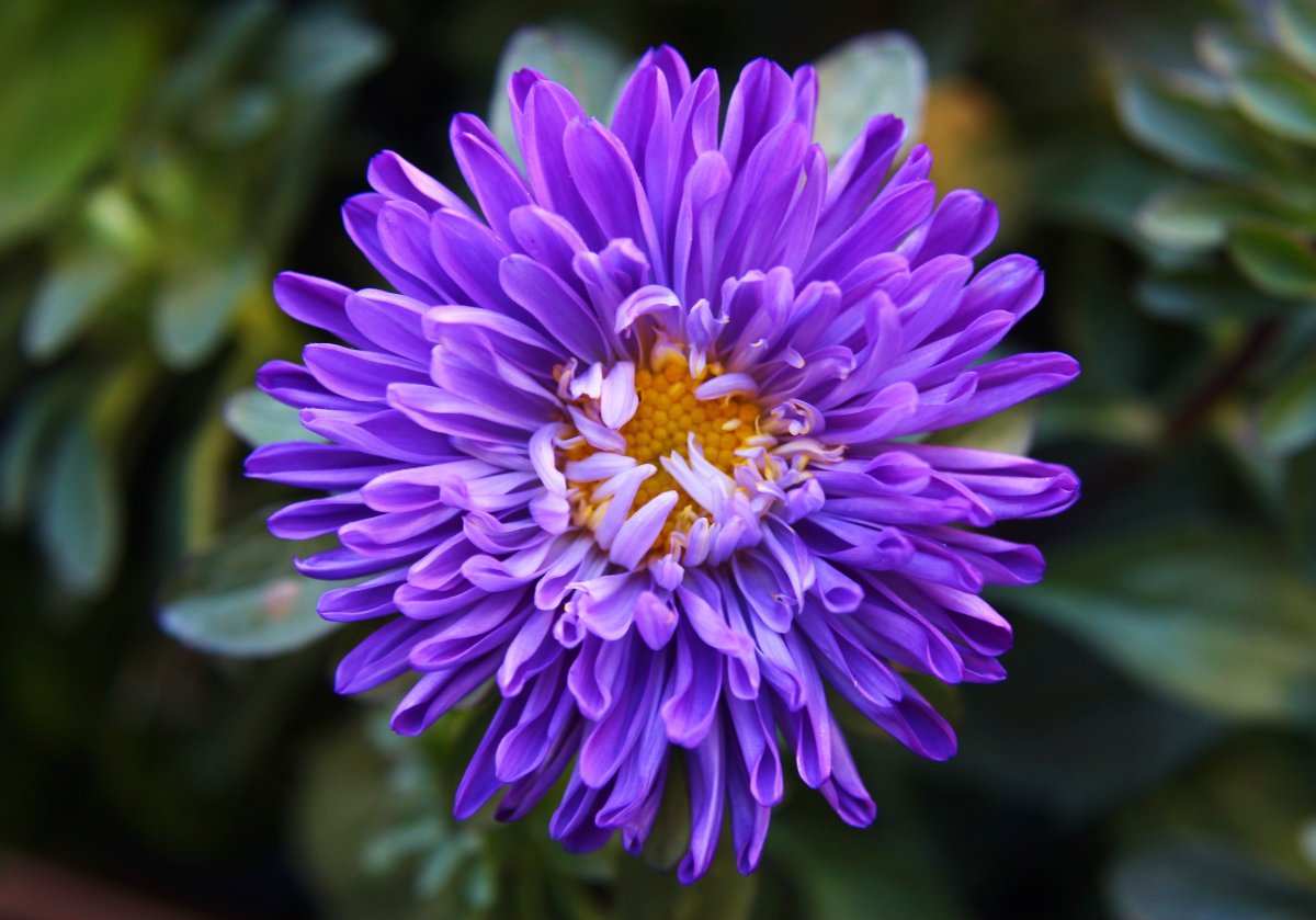 Астра махровая Хризантема