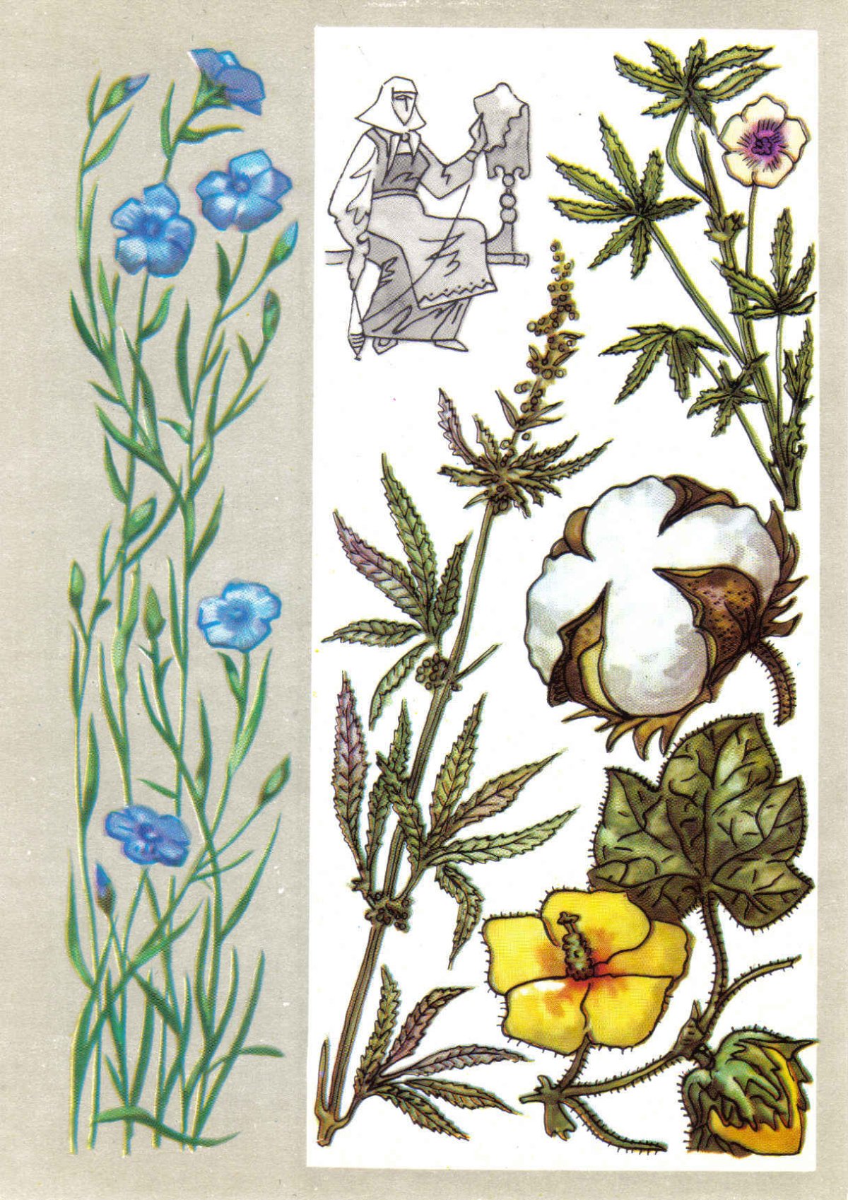 Полевые цветы на белом фоне