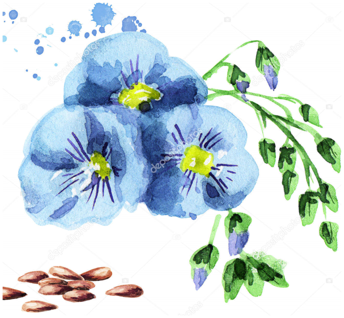 Лен долгунец