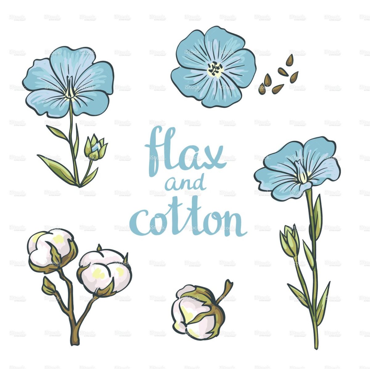 Лен Кудряш масличный