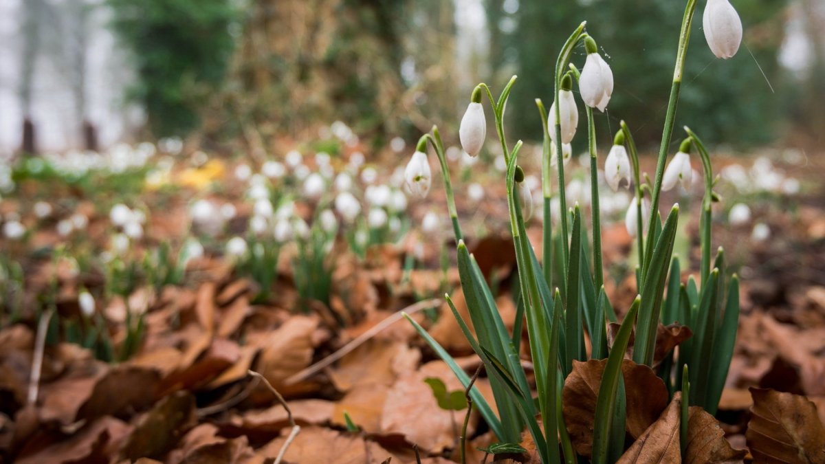 Подснежники Весна Лесные цветы