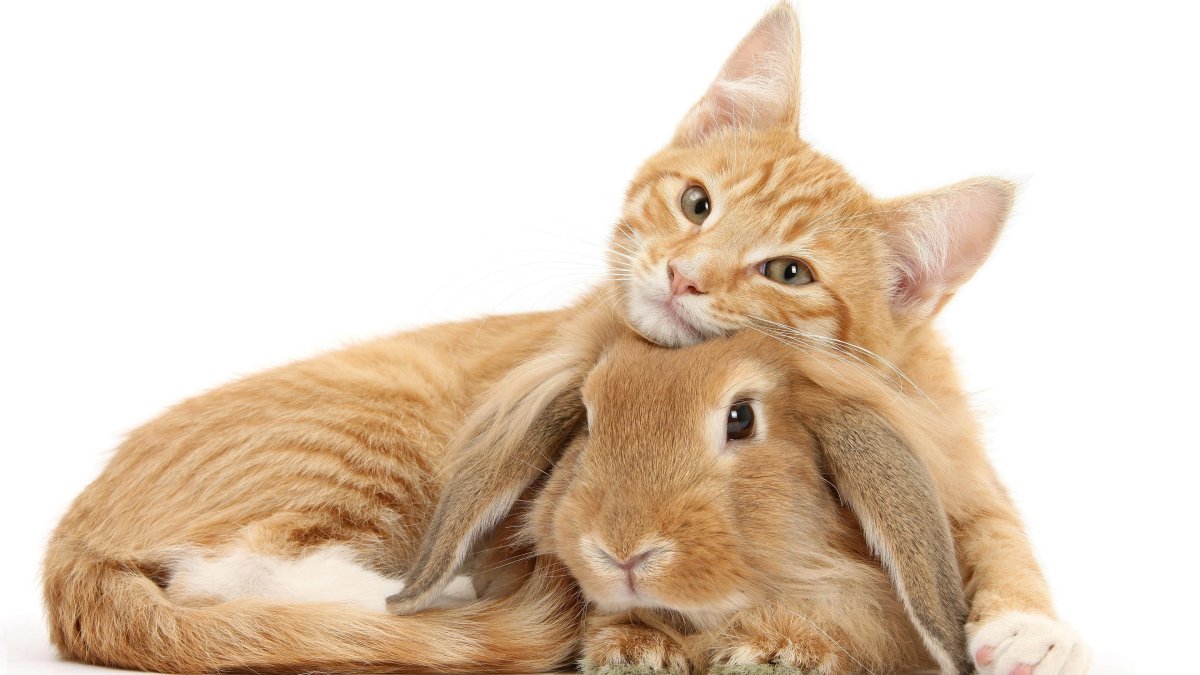 Кот и кролик милые