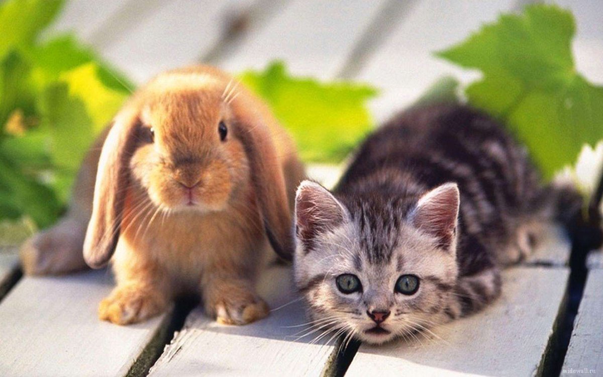 Котенок и Зайчонок