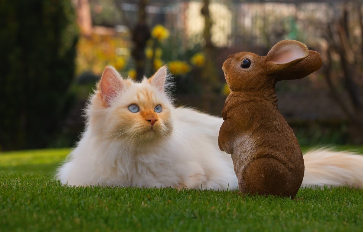 Кот и кролик