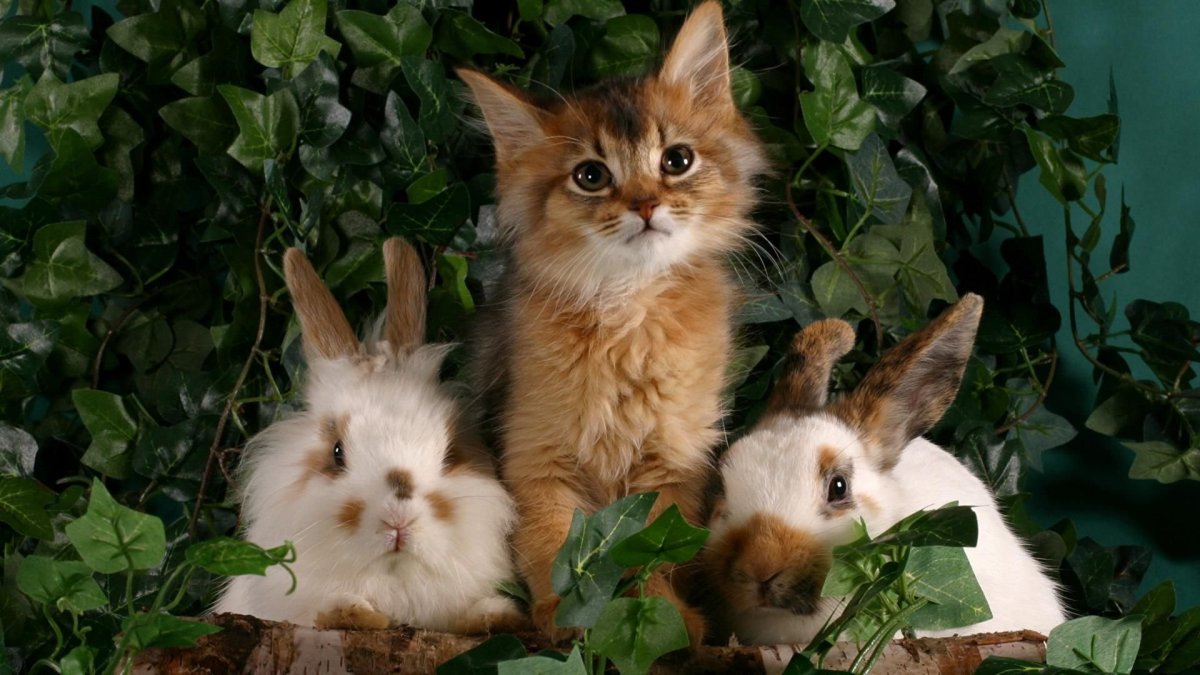 Котенок и Зайчонок