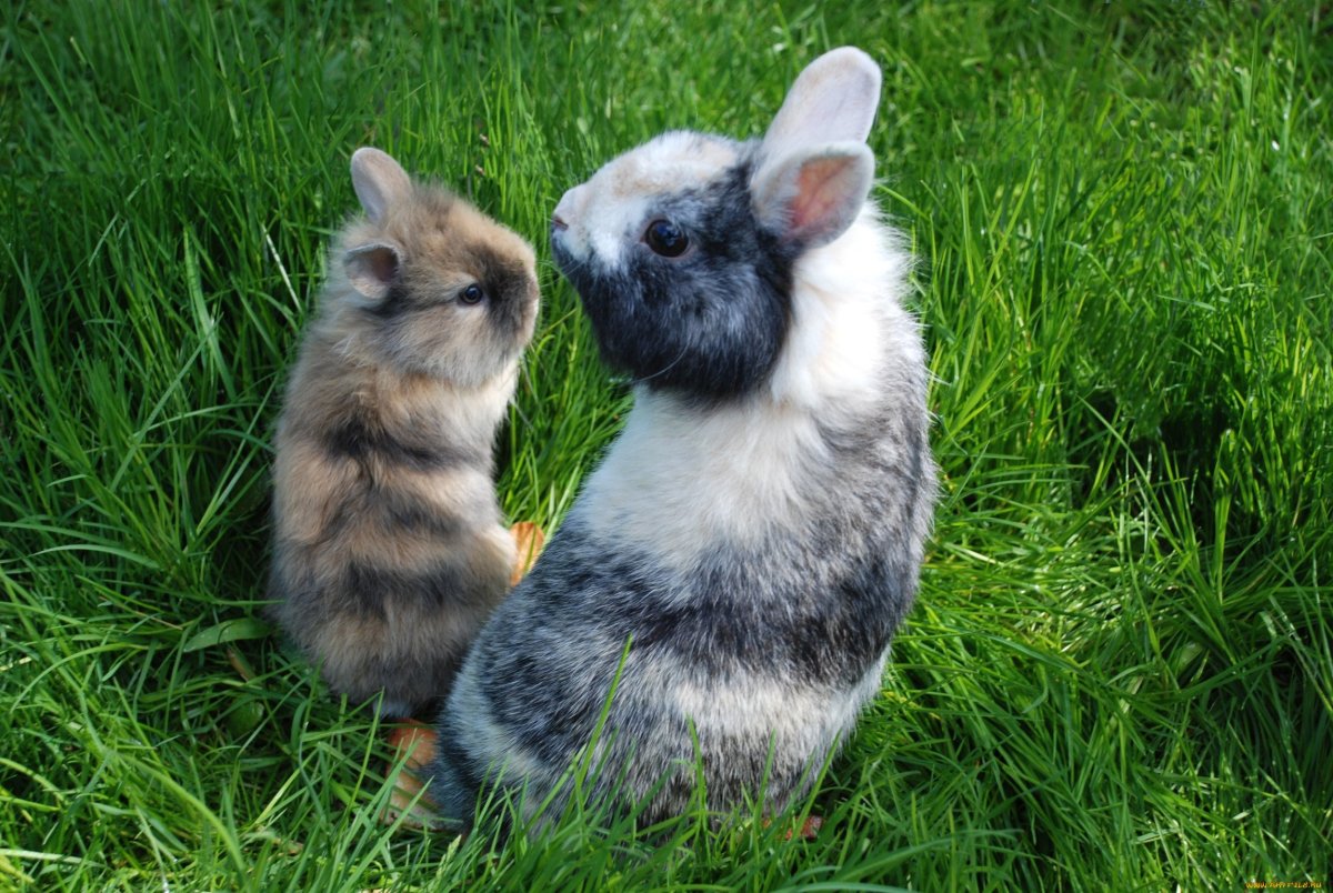 Кролик и котенок