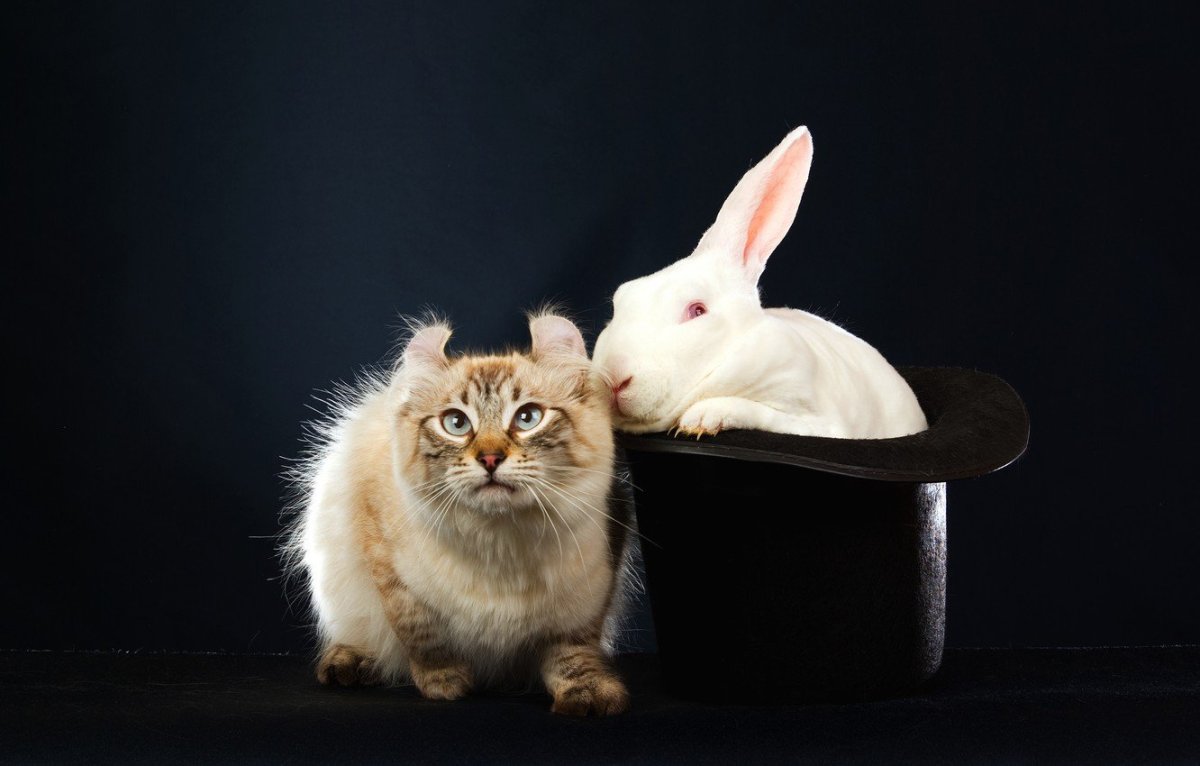 Смешные кролики