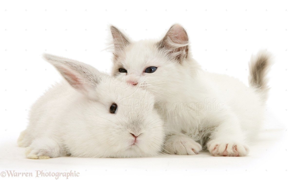 Зайчик и котенок