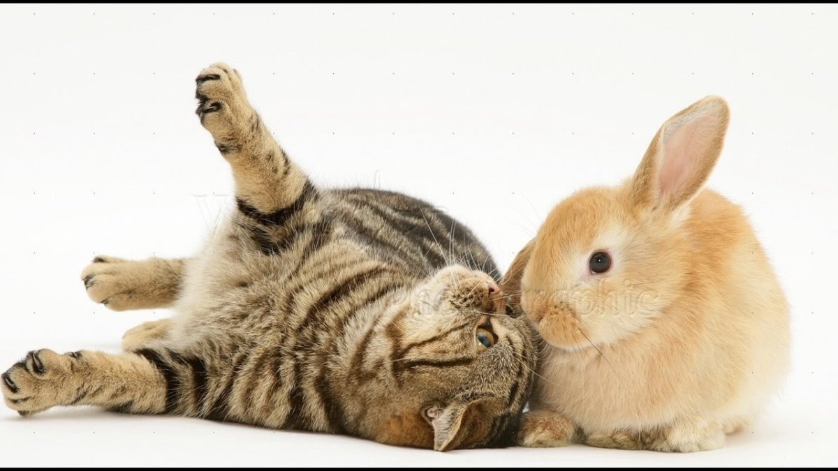 Котенок и Зайчонок