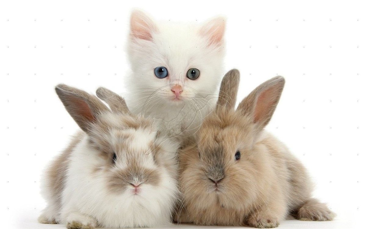 Кролик и котик