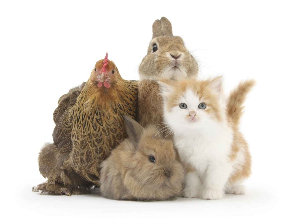 Домашние любимцы