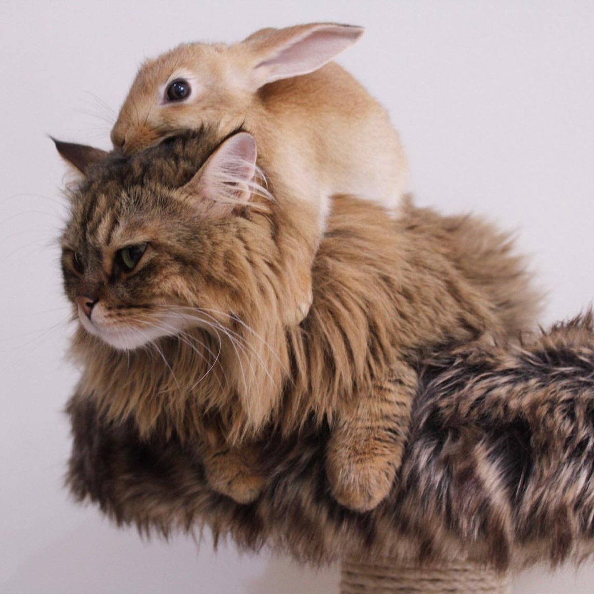 Кролик и кошка