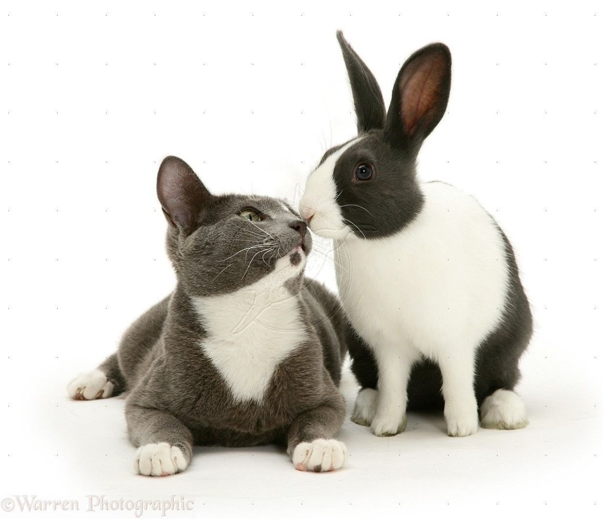 Кролик и котенок