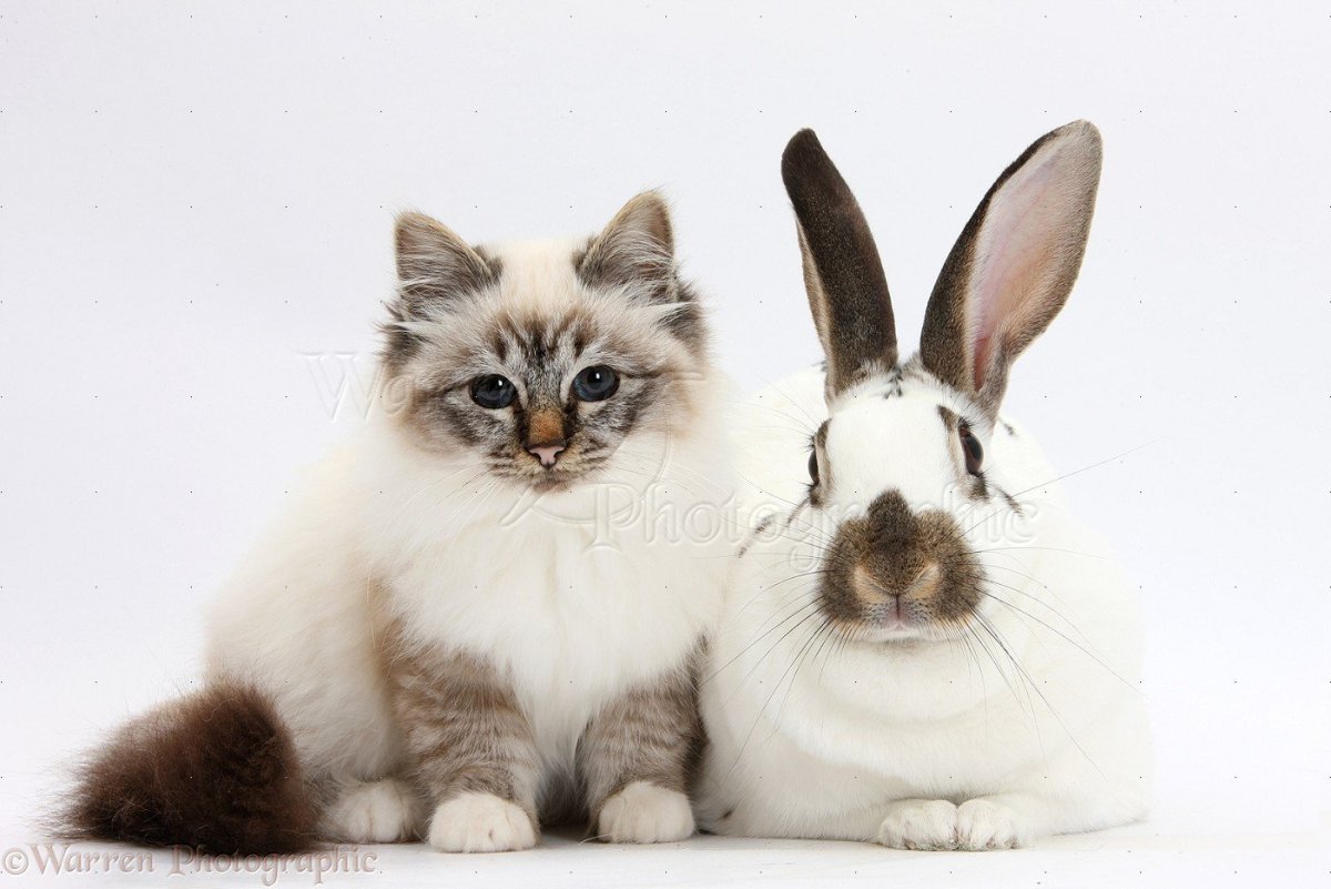 Гибрид кошки и кролика