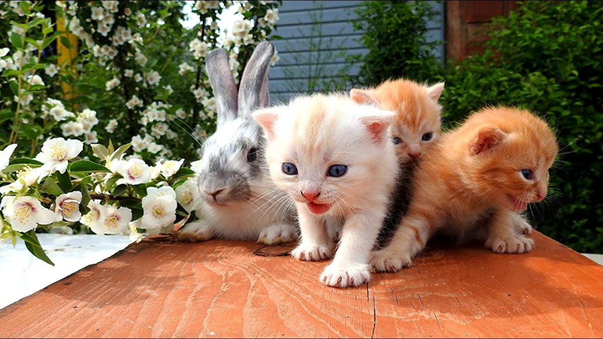 Милых котят и зайчиков