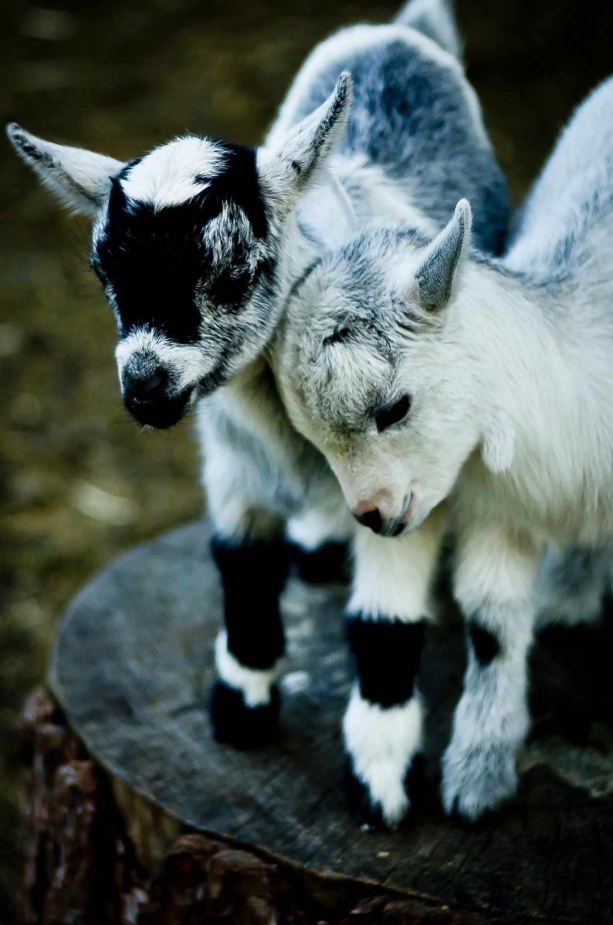 Сказочный козел