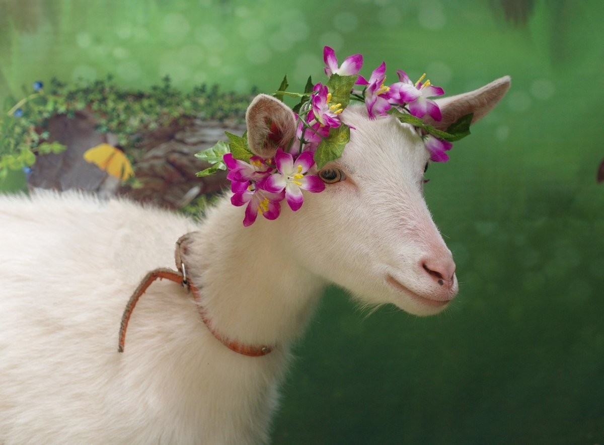 Лесная коза