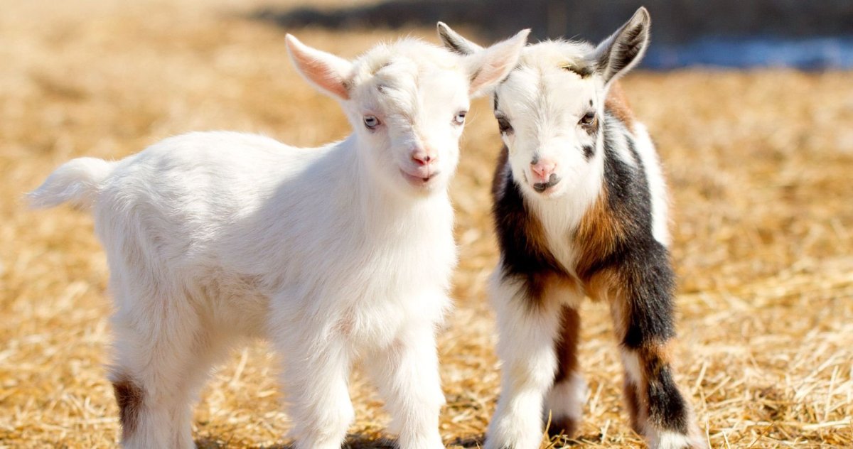 Коза с козлятами