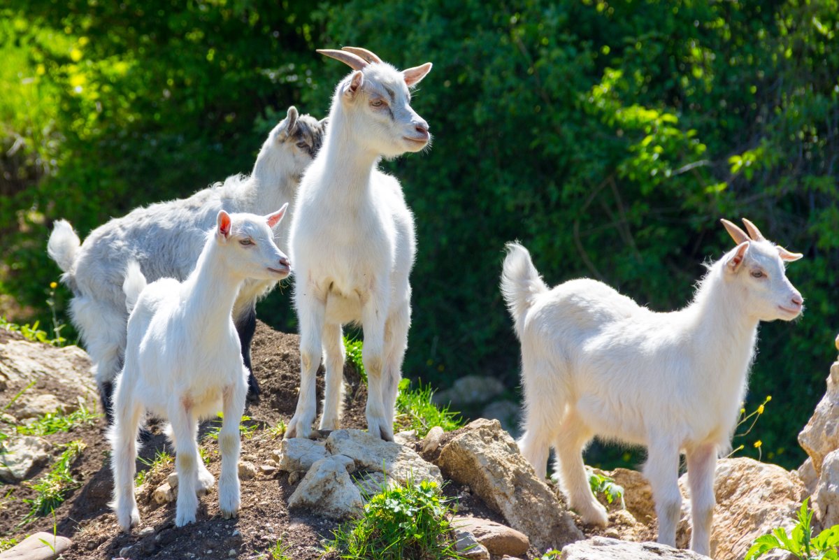 Козочка пятнистая