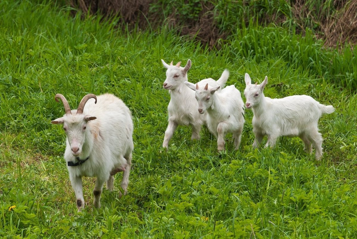 Красивая коза